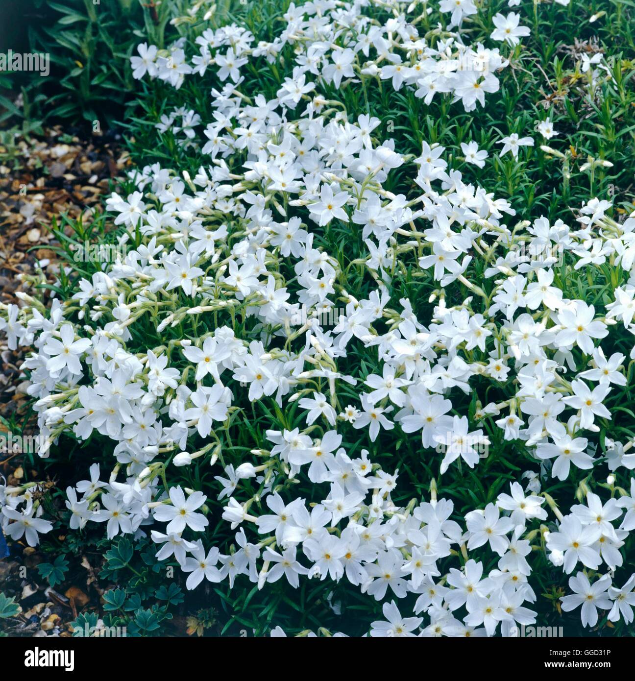 Phlox subulata - `White Delight'   ALP012616 Stock Photo